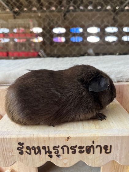 หนูแกสบี้สีช็อค  รูปที่ 2