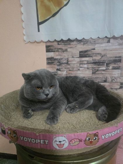 scottish fold หูพับ รูปที่ 3