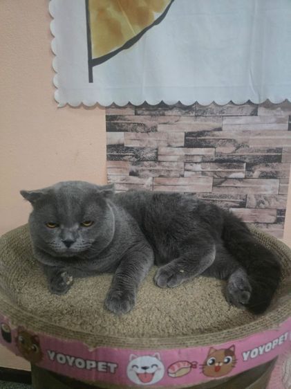scottish fold หูพับ