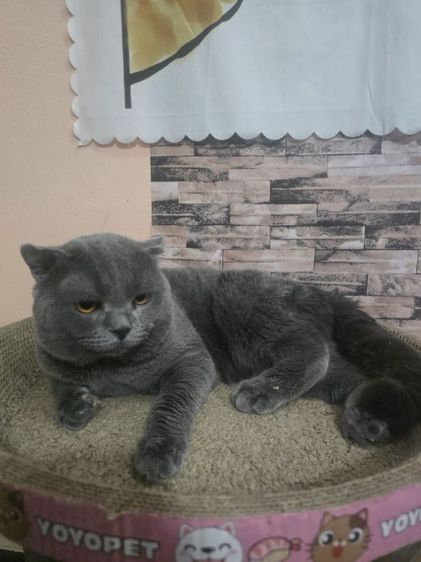 scottish fold หูพับ รูปที่ 6