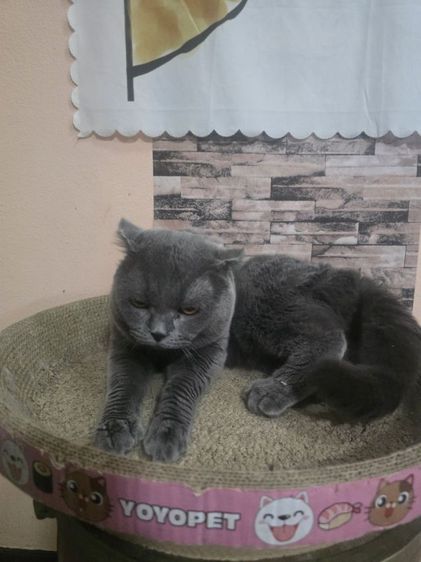scottish fold หูพับ รูปที่ 5