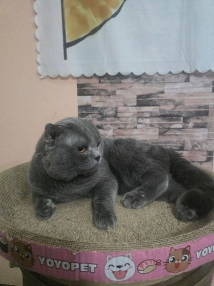 scottish fold หูพับ รูปที่ 2