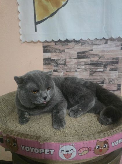 scottish fold หูพับ รูปที่ 4