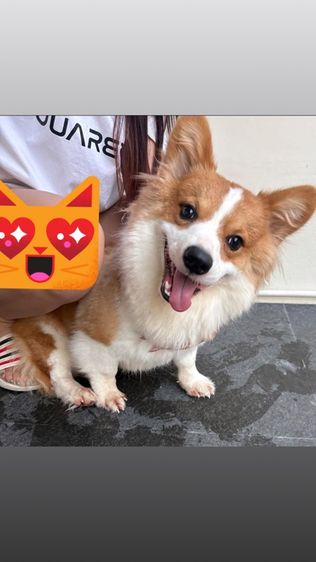 หมาคอร์กี้ รูปที่ 4