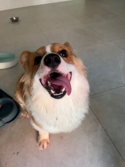 หมาคอร์กี้ รูปที่ 3