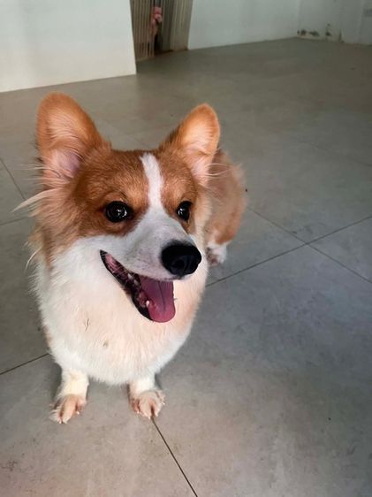กลาง คอร์กี้ (Corgi) หมาคอร์กี้