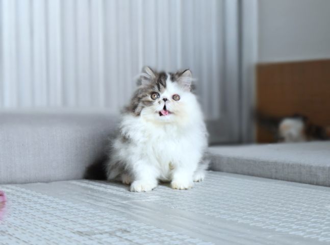 ขายแมวเปอร์เซียชาย