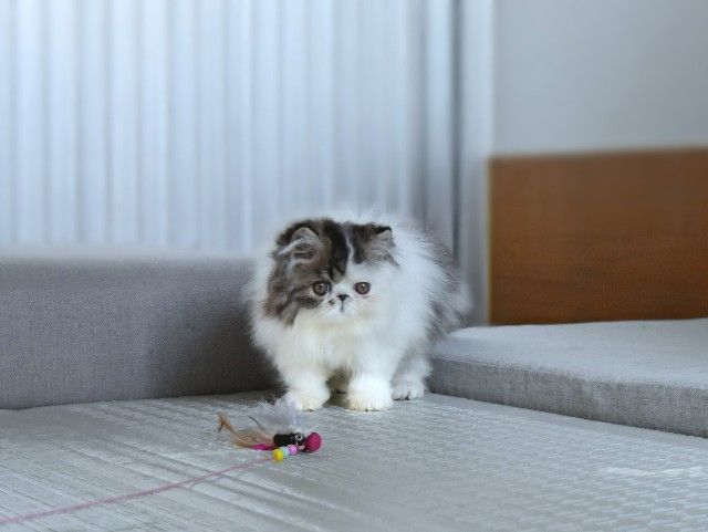 ขายแมวเปอร์เซียชาย รูปที่ 2