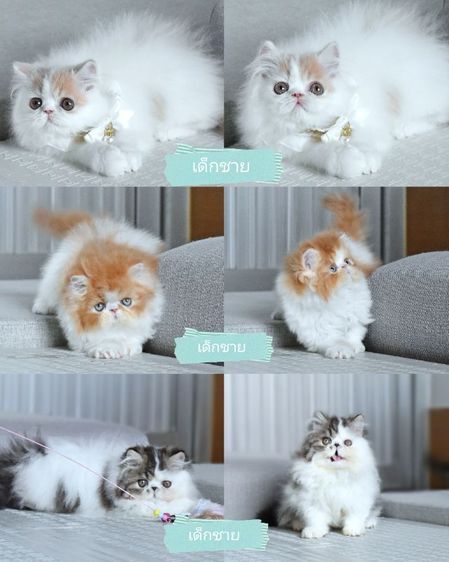 เปอร์เซีย (Persian) ขายแมวเปอร์เซีย เพศชาย