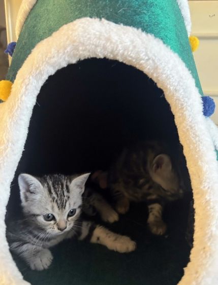 แมวอเมริกันช็อตแฮร์ รูปที่ 7