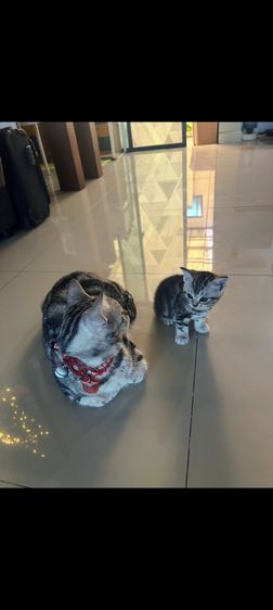 แมวอเมริกันช็อตแฮร์ รูปที่ 5