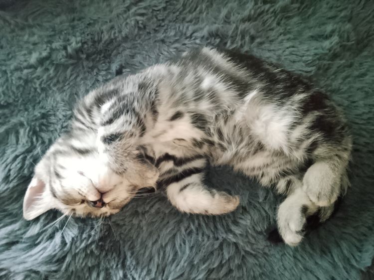 แมวอเมริกันช็อตแฮร์ รูปที่ 4