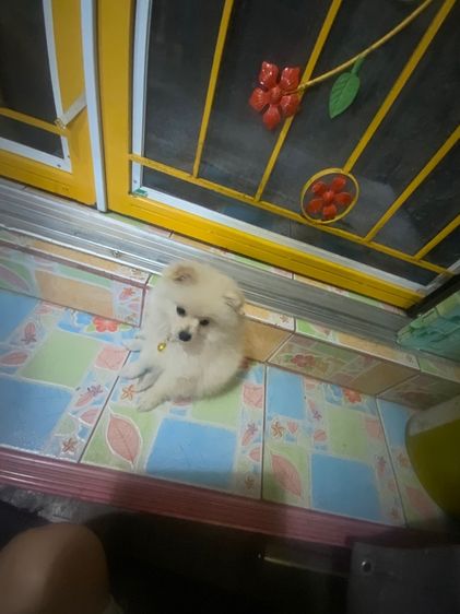 เล็ก สุนัขพันธุ์