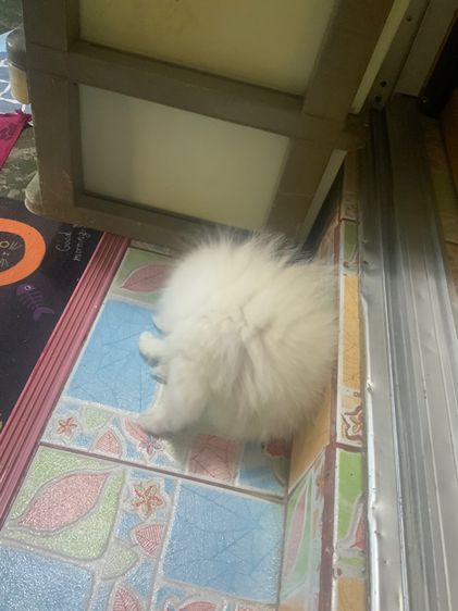 สุนัขพันธุ์ รูปที่ 7