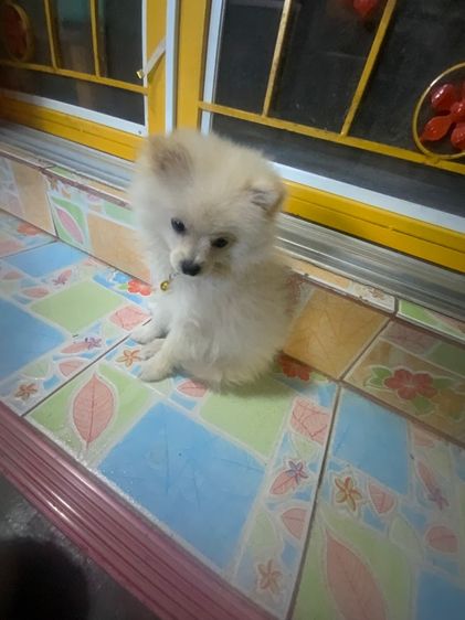 สุนัขพันธุ์ รูปที่ 6