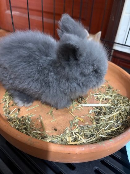 กระต่ายไลอ้อนเฮด