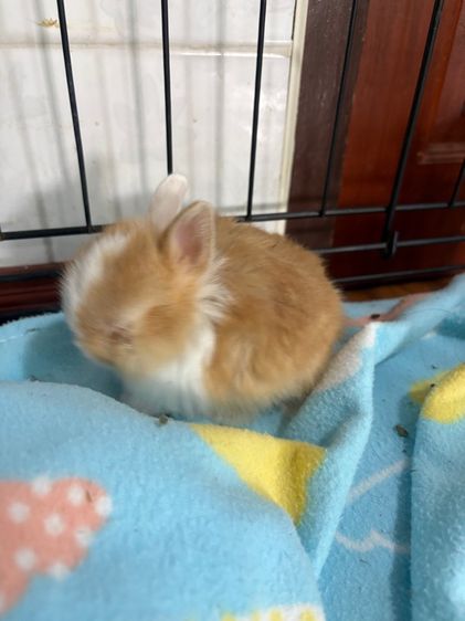 กระต่ายไลอ้อนเฮด รูปที่ 3