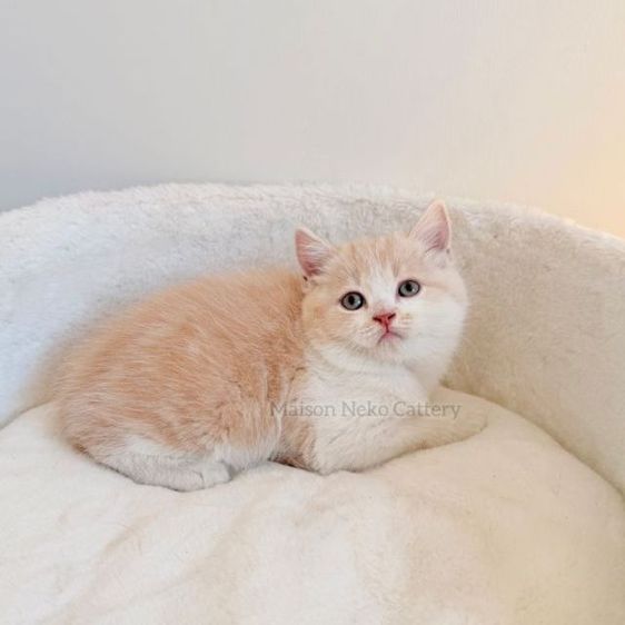 สกอตติช  รูปที่ 4