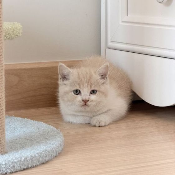 สกอตติช 