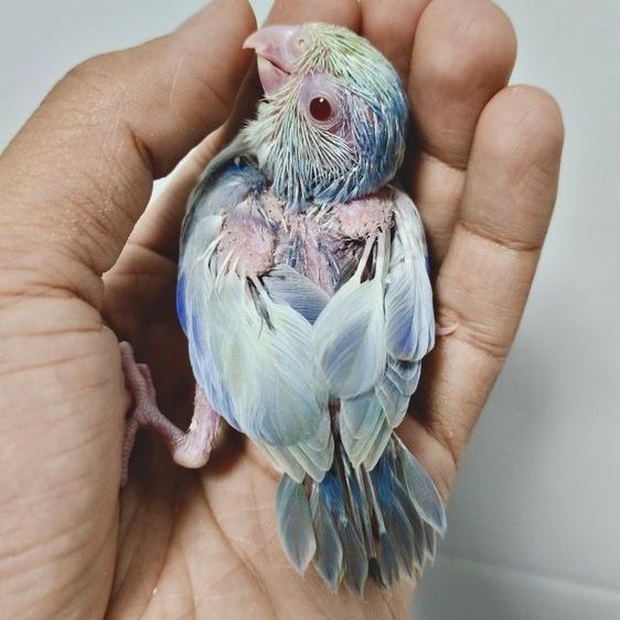 ฟอพัส พายฟอโล่โคบอลเทอควอย รูปที่ 3