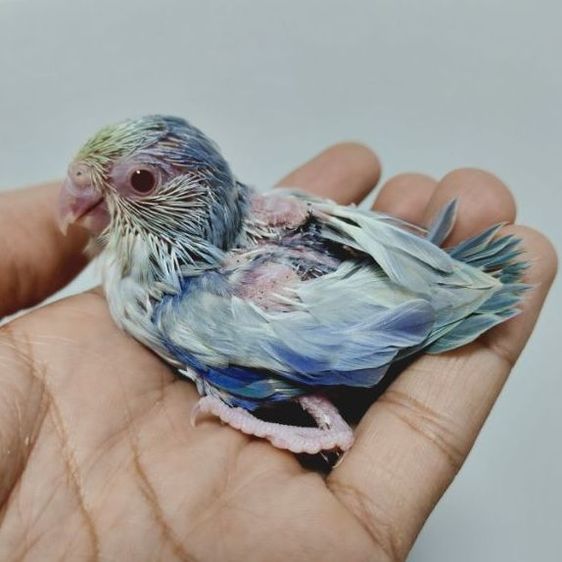 ฟอพัส พายฟอโล่โคบอลเทอควอย รูปที่ 4