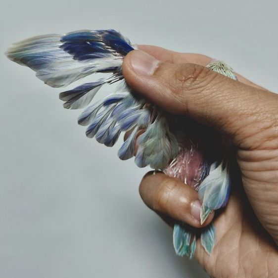 ฟอพัส พายฟอโล่โคบอลเทอควอย รูปที่ 5