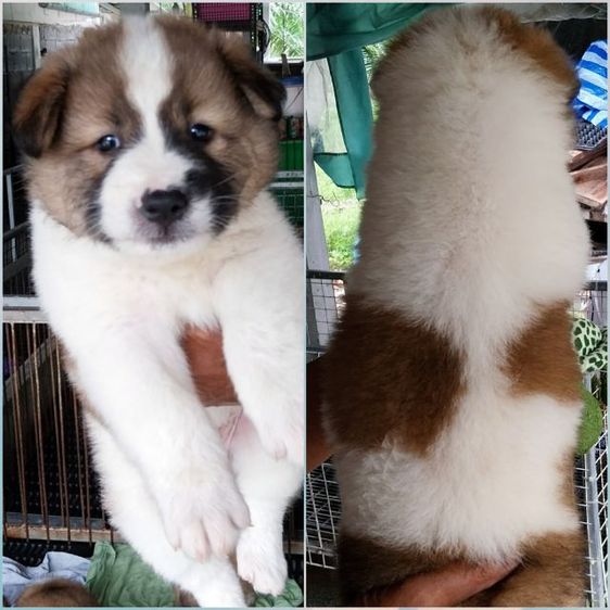 หมา รูปที่ 5