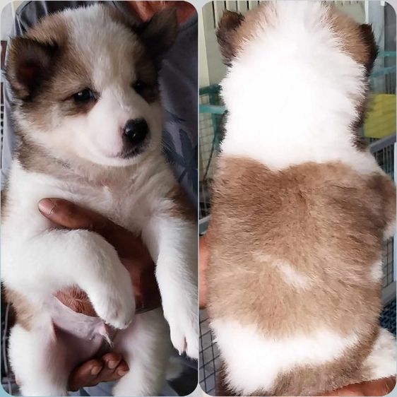 หมา รูปที่ 4