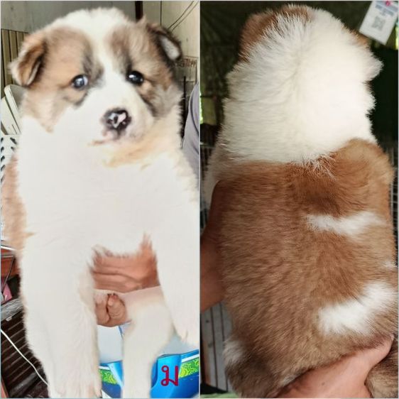 หมา รูปที่ 3