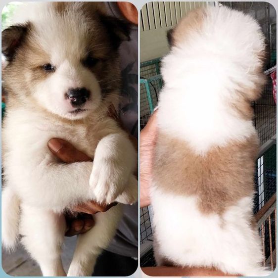 หมา รูปที่ 2