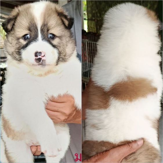 หมา รูปที่ 6