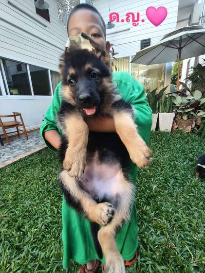 ลูกสุนัข เยอรมันเชพเพิร์ด รูปที่ 6