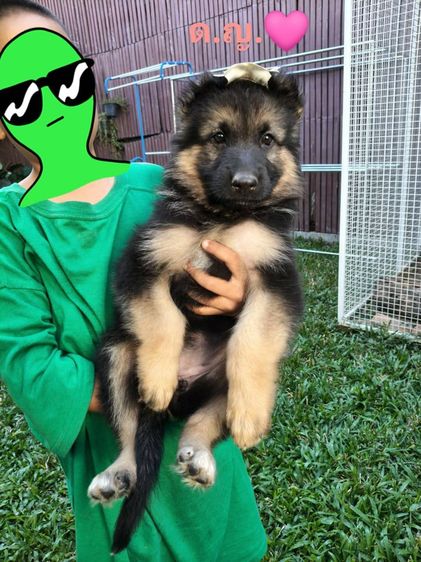 ลูกสุนัข เยอรมันเชพเพิร์ด รูปที่ 3