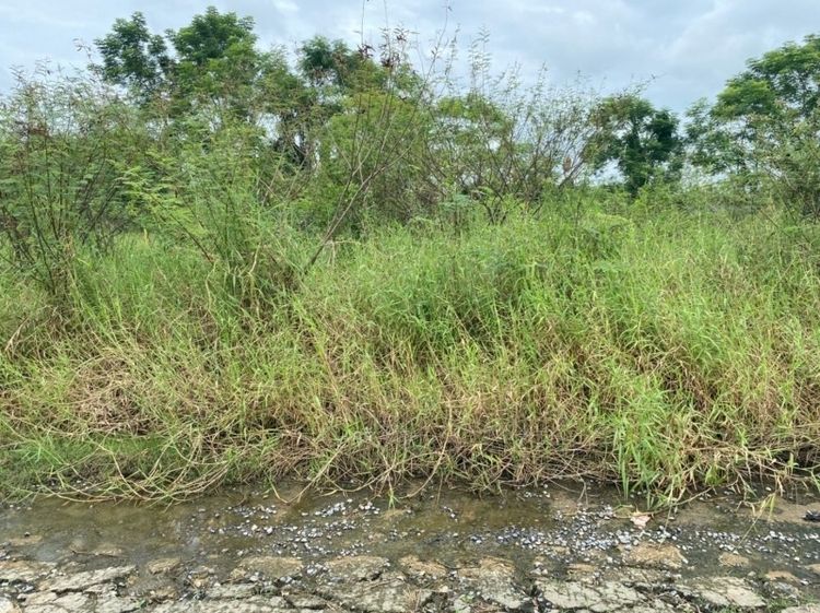 ขายที่ดิน 200 ตรว. คลอง12 เท่าราคาประเมิน รูปที่ 2