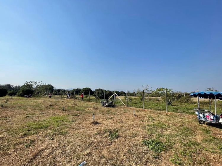 ขายที่ดินถมแล้ว 20 ไร่ 3 งาน 32.4 ตรว เป็นสวนเกษตร (ไม่เสียภาษีที่ดิน) ติดแม่น้ำแตง อ.แม่แตง จ.เชียงใหม่ รูปที่ 4