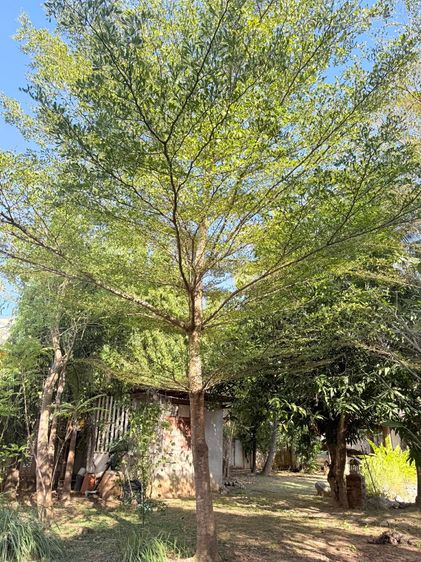 ไห้เช่าที่ดิน 314 ตรว บริเวณสถานีขนส่งแพร่ หลังตึกนครชัยแอร์ รูปที่ 2