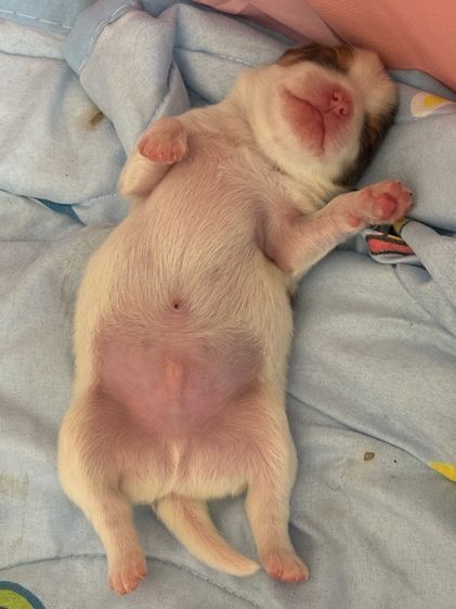 สุนัข รูปที่ 7