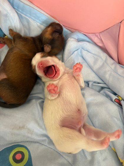 สุนัข รูปที่ 8