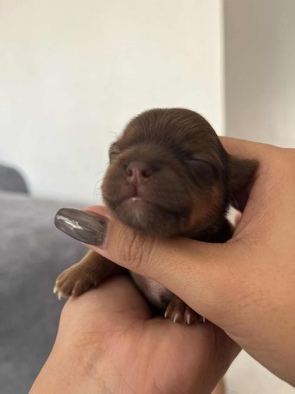 สุนัข รูปที่ 5