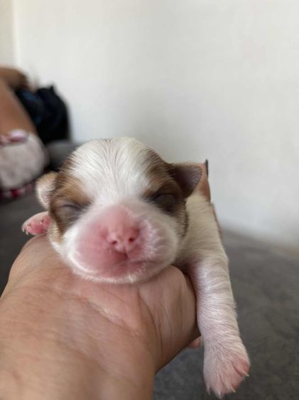 สุนัข รูปที่ 6