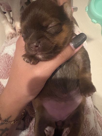 สุนัข รูปที่ 2