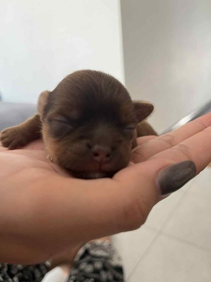 สุนัข รูปที่ 4