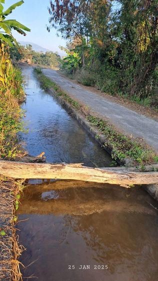 แบ่งขายสวนลำไยแปลงเล็ก ราคาถูก ใกล้แมคโครโลตัสจอมทองเพียง 5 นาที