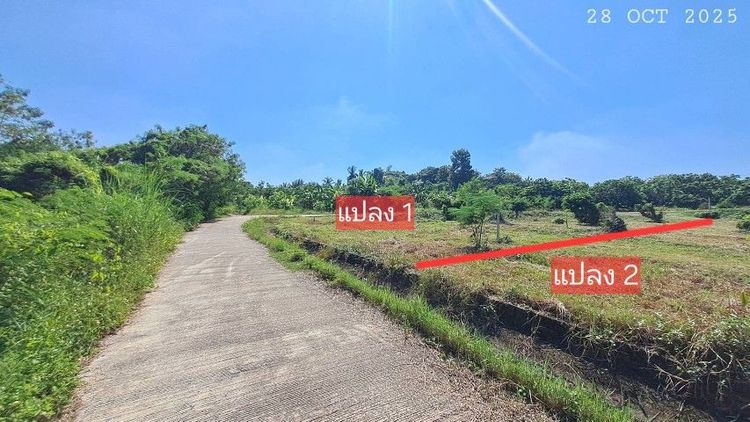 ไม่ใช่ แบ่งขายสวนลำไยแปลงเล็ก ราคาถูก ใกล้แมคโครโลตัสจอมทองเพียง 5 นาที รูปที่ 4