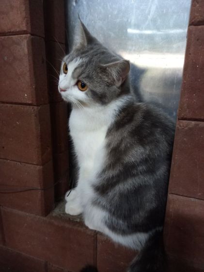 เปอร์เซียร์ผสมสก็อตติช รูปที่ 15