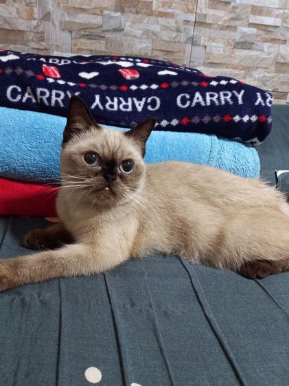 เปอร์เซียร์ผสมสก็อตติช รูปที่ 2