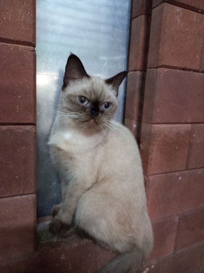 เปอร์เซียร์ผสมสก็อตติช รูปที่ 8