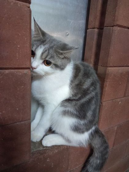 เปอร์เซียร์ผสมสก็อตติช รูปที่ 12