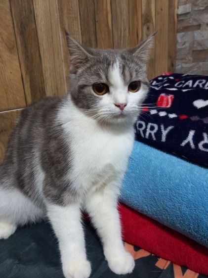 เปอร์เซียร์ผสมสก็อตติช รูปที่ 14