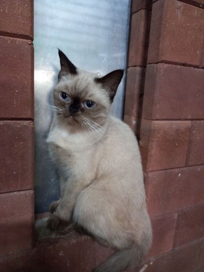 เปอร์เซียร์ผสมสก็อตติช รูปที่ 6